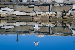 Mirrored Gull