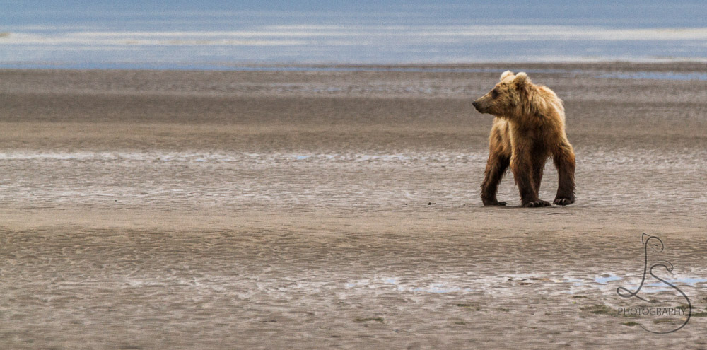 An Alaskan bear looking back over his shoulder on the beach | LotsaSmiles Photography