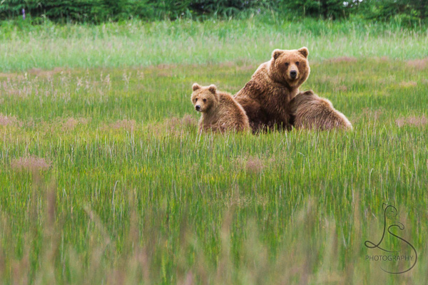 Mother bear with her two cubs in the Alaskan sedge grass | LotsaSmiles Photography