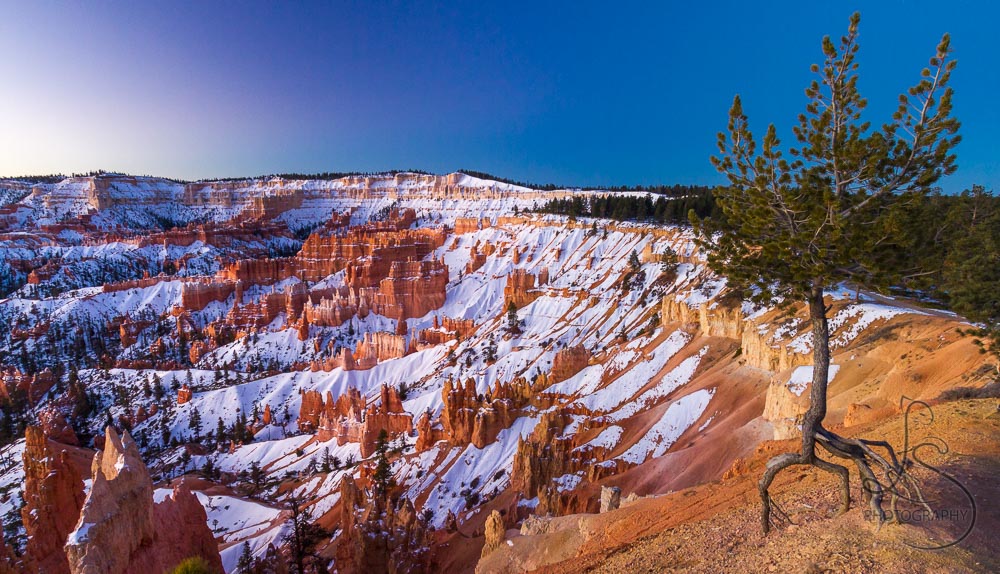 A tree gripping onto the rock by only its roots at the edge of a snowy Bryce Canyon at sunrise | LotsaSmiles Photography