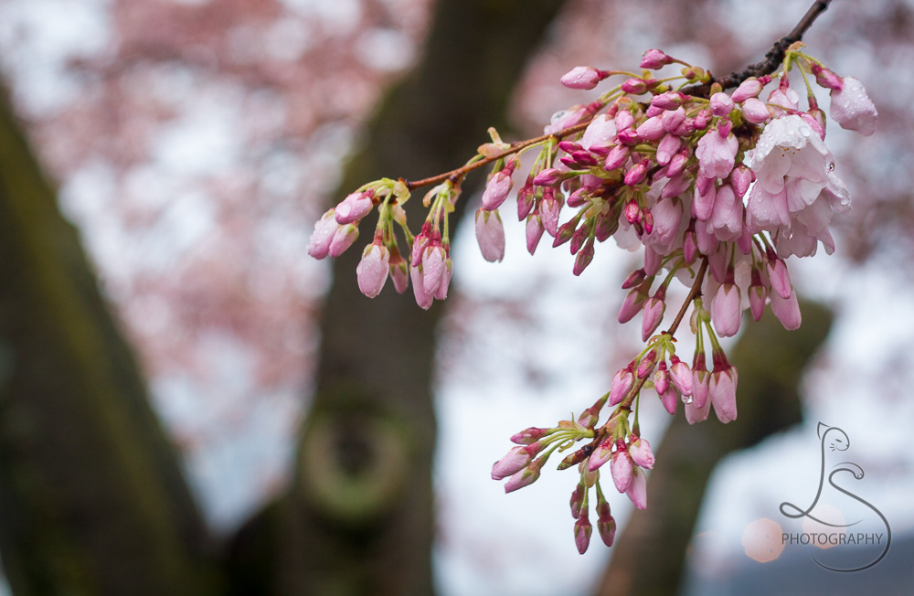 A small cluster of damp sakura blossoms and buds | LotsaSmiles Photography