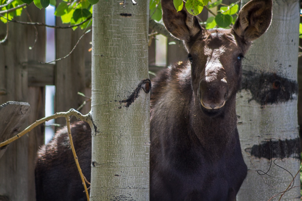 Moose calf peeking from behind a tree in Grand Lake, Colorado | LotsaSmiles Photography