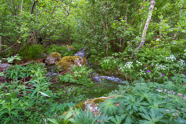 A saturated forest floor, with ground cover literally swimming in creekwater runoff | LotsaSmiles Photography