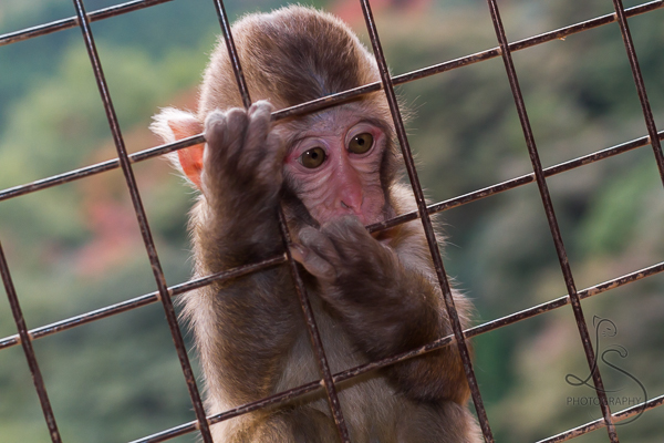 Young monkey gripping the wires over a window at the Arashiyama Monkey Park in Kyoto, Japan | LotsaSmiles Photography
