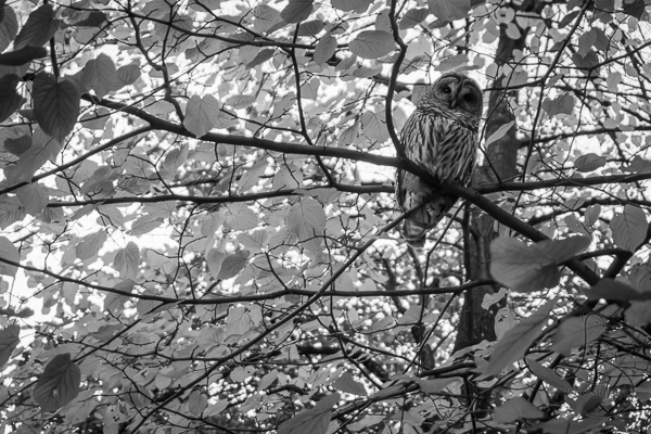 Owl among the branches of a tree in a Portland park | LotsaSmiles Photography
