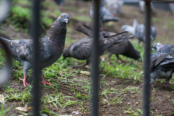 Pigeons peeking between a fence in Alujuela, Costa Rica | LotsaSmiles Photography