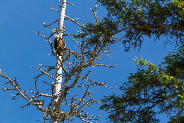 Bald eagle in a bare tree in Alaska | LotsaSmiles Photography