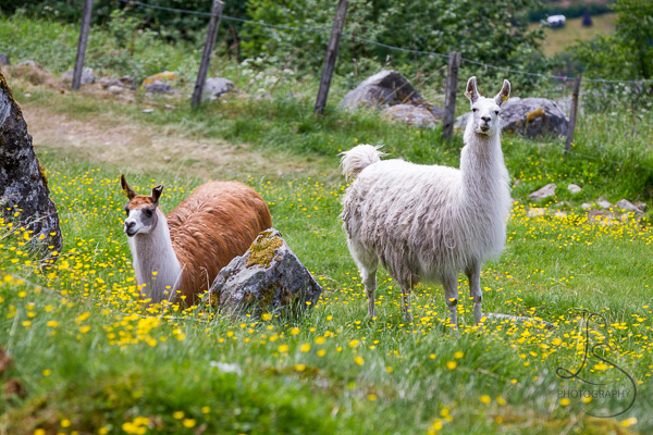 Two llamas in a flowery field in Geiranger | LotsaSmiles Photography