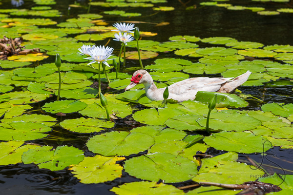 A muscovy duck in a lily pond in Hawaii | LotsaSmiles Photography