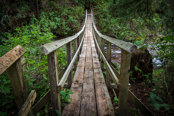 A wooden bridge crossing a river and leading into the thick Pacific Northwest ferns | LotsaSmiles Photography