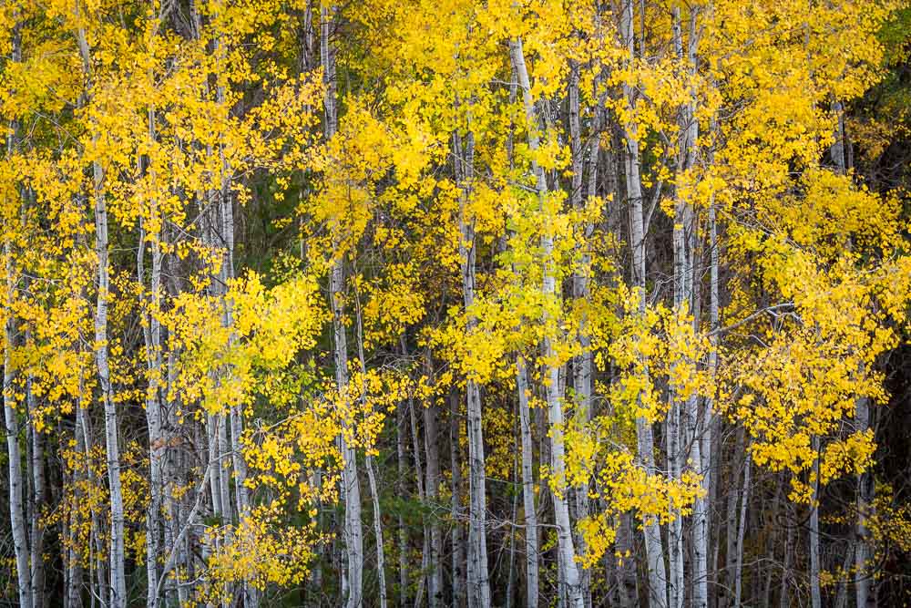 Tree trunks draped in golden autumn leaves | LotsaSmiles Photography