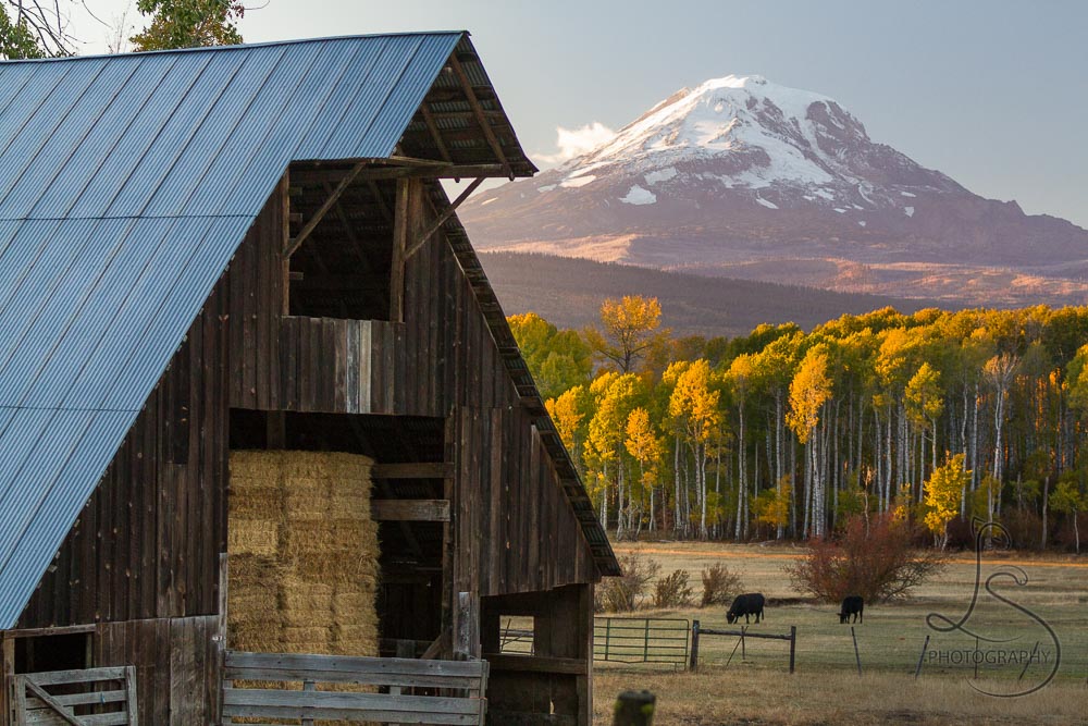 A barn stuffed with hay sits in front of Mount Adams at dusk