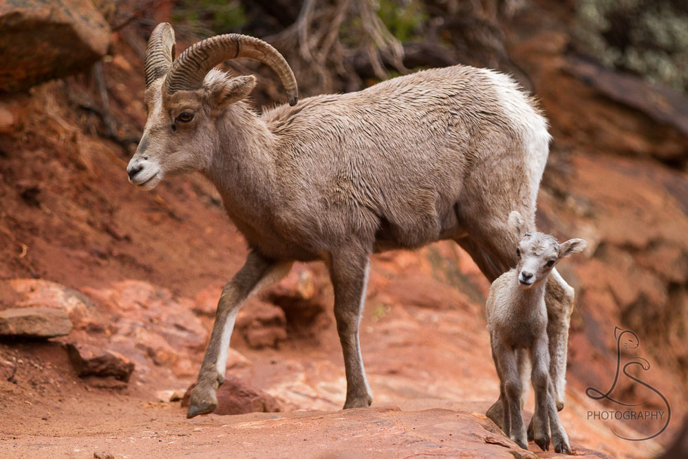 A big-horned sheep and her lamb cross a trail in Zion Nataional Park
