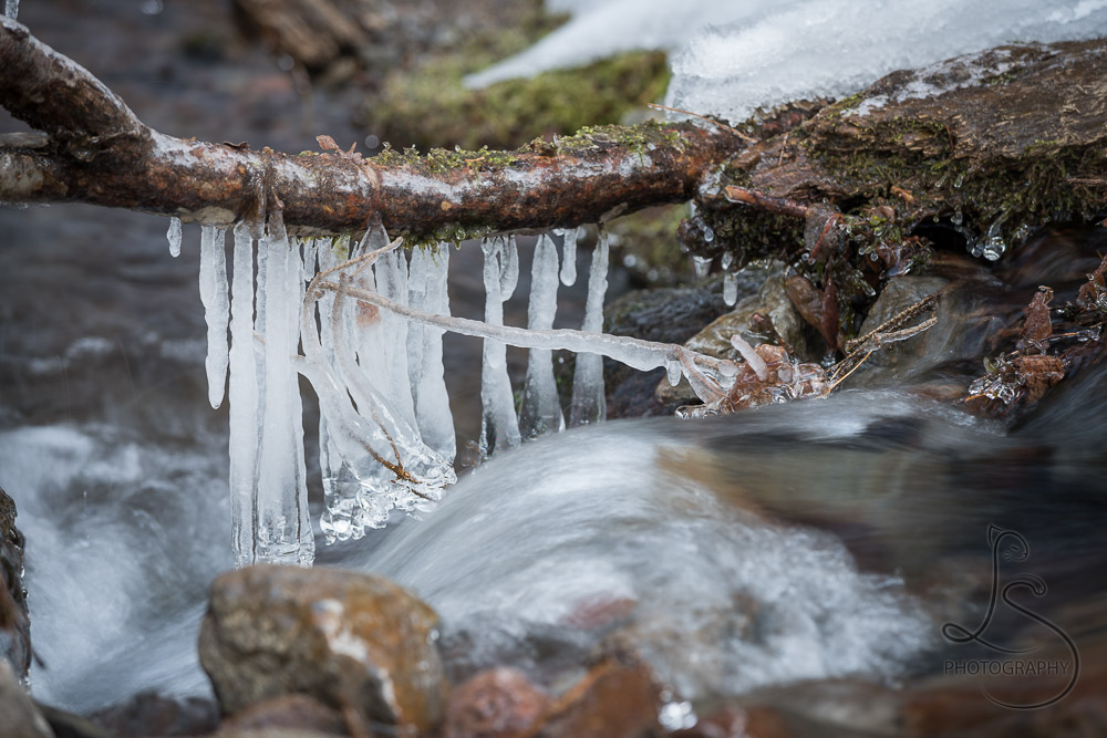 Icicles hanging from a branch downstream from Tamanawas Falls in Oregon | LotsaSmiles Photography